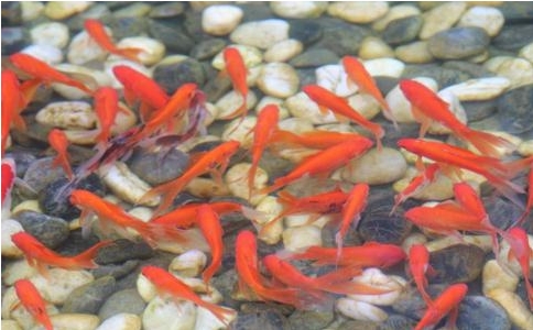 如何放生才能符合佛教慈悲的教义？