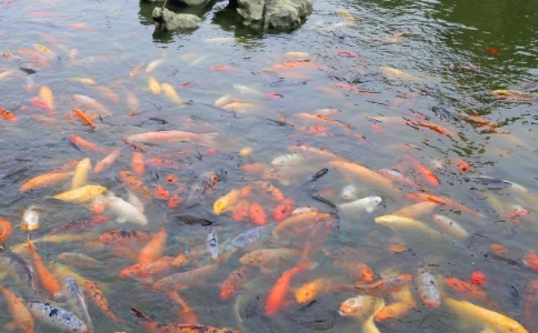 放生的意义在哪里？为什么要放生？