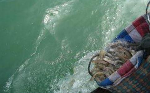 放生功德回向文及其作用