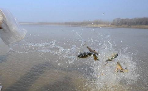 什么动物不能放生？简要实用以及超简单放生仪轨