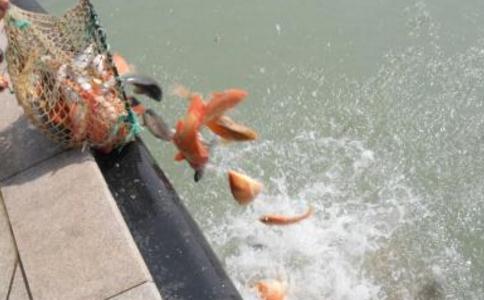 放生仪轨是什么？个人简单放生仪轨