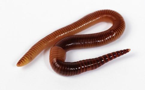 放生蚯蚓 —“两头救命”的妙法