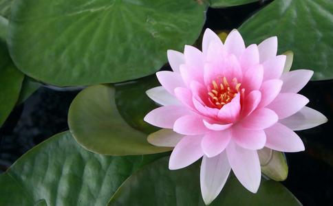 不花钱就能放生的方法