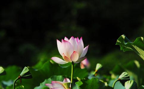 如何快速提升放生效果