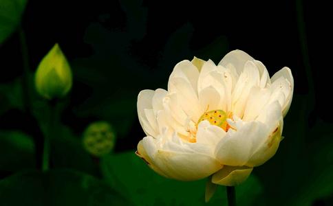 真正的放生—放生的方法