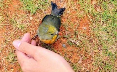 关于放生的几点注意事项