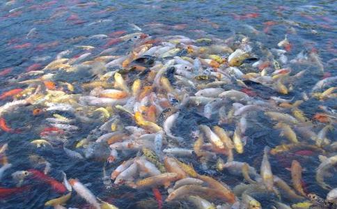 关于放生的道理？