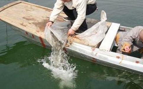 如何放生鱼籽？