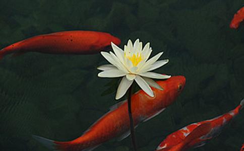 外道与佛教放生的区别