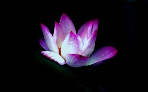 历代祖师大德有哪些人提倡放生