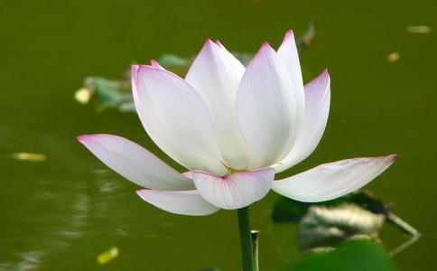 放生有什么意义