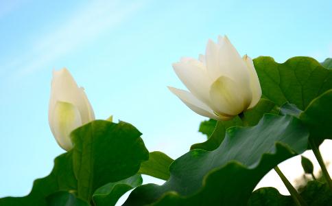 为什么做一切好事情都不如放生?