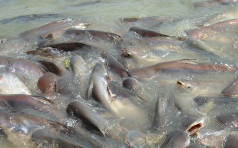 2-7月宜大量放生鱼类
