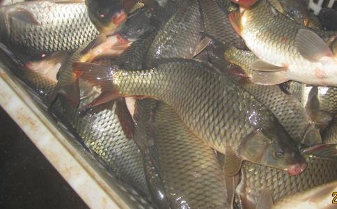 有水产养殖经验的师兄介绍如何更好地放生鱼类