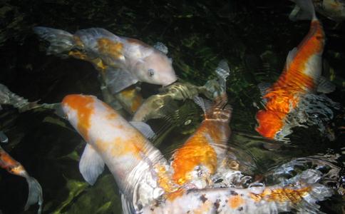 每年的4月到7月，是大多数鱼的产卵季节多放生