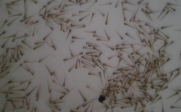 因为妄语及欺瞒心，致使1000条生命活活闷死