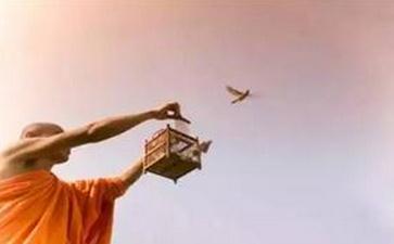 布施放生得财，写给为钱而愁的人们