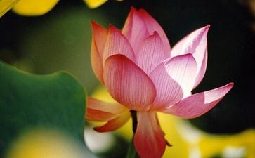 放生关键是放掉杀心