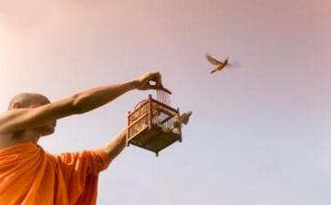 如法放生，功德无量