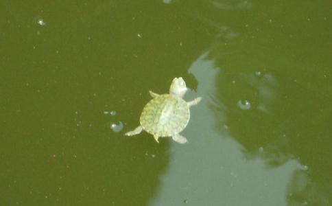 这7个放生关键问题你清楚吗？