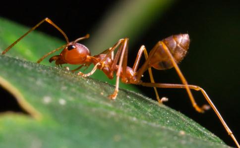 不伤虫蚁、使虫蚁远离的妙法