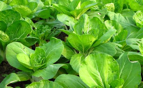 爱护众生-寄生虫的处理