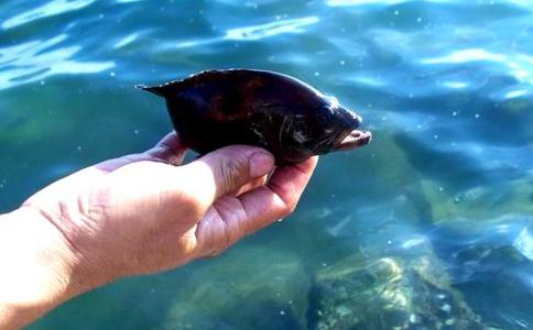 谁说放生一定要花钱？