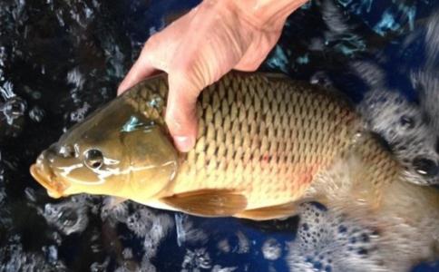 七月宜大量放生鱼类！