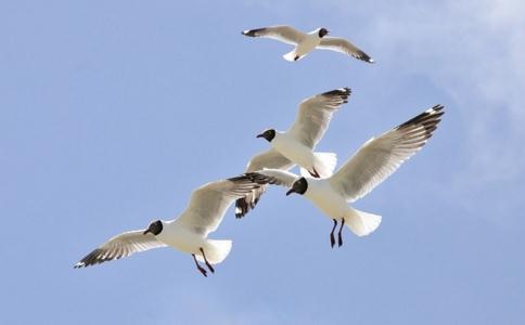 谈谈放生鸟类的经验