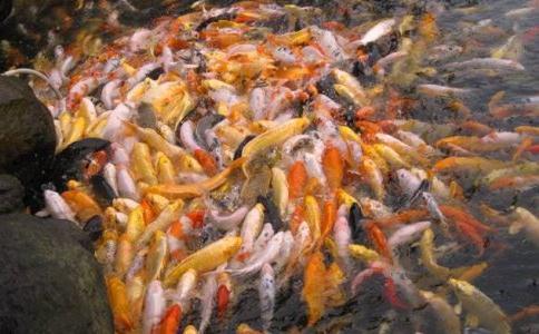 在家居士放生要注意什么？