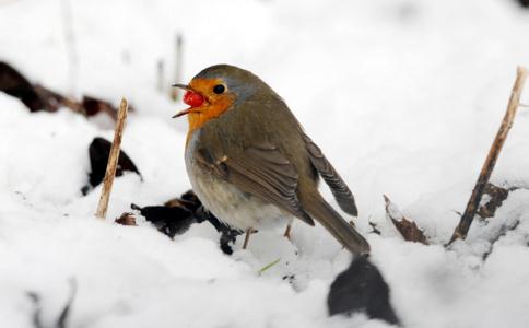 冬季怎样放生、护生？