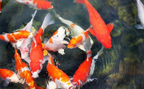 怎么放生鲤鱼？亲身经历放生鲤鱼的真实功德