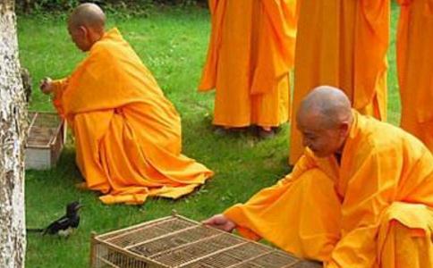 随喜功德：不用花钱的放生法