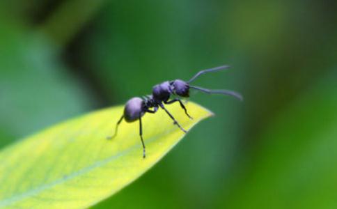 施食保护蚂蚁各种方法