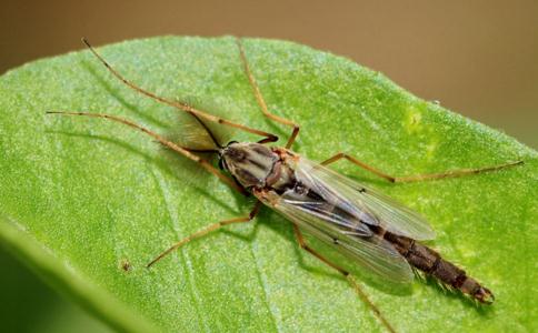 夏天不杀生的驱虫法