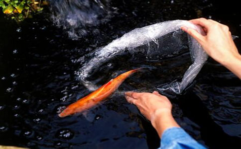 现代放生有哪些问题？如何合法科学放生？