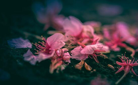 一花一世界，一叶一菩提是什么意思？