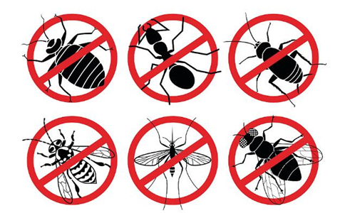 清理蟑螂等虫类算杀生吗？无意杀死该怎么办？