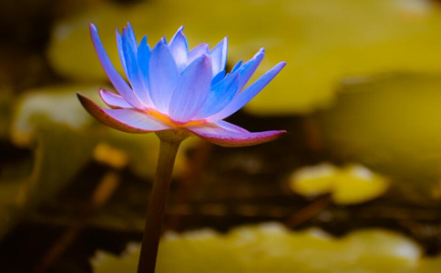 何谓“八风烦恼”？