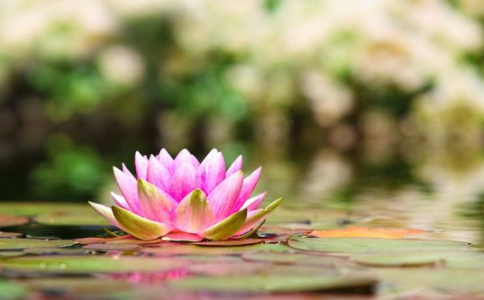 什么样要往生的人可单刀直入，一句佛号就成？