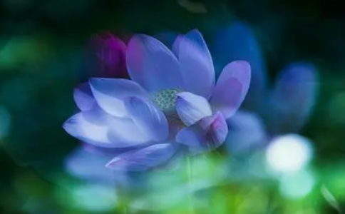 为什么精进念佛最后却生到边地疑城？