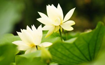 记弘一法师与竺摩法师的交谊