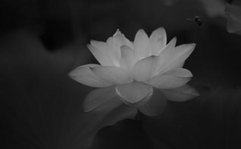 虚云法师戒淫法语