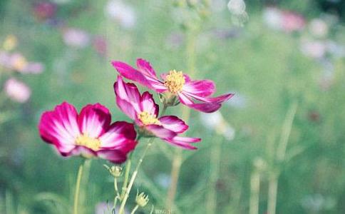 感恩一切就不会感到缺失与遗憾