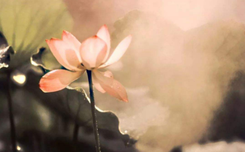 诵经念佛仍吃肉还有功德吗？还能往生极乐吗？