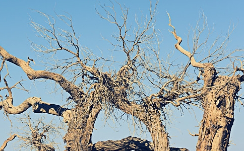 面对死亡，谁会跟你一起走？