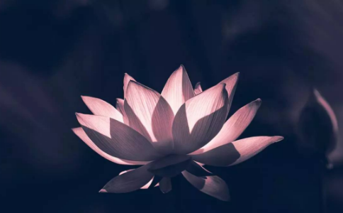 世间一切皆不垢不净，为何还要持戒除三毒？