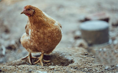 阻止不了家人办喜事杀生，该怎么办？