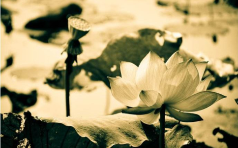 以随喜之心来化解嫉妒之心