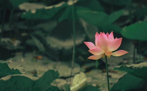 莲花在佛教表示什么？